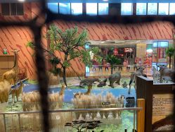 -卡通尼·Safari非洲探索乐园·生日会(金桥国际商业广场店)