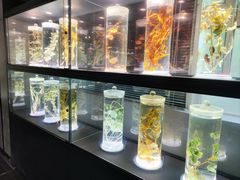 -广东中医药博物馆