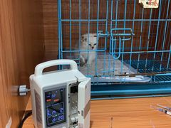 -乐派堂宠物医院·猫友好· 心脏科(东街店)
