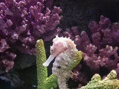 -暹罗海洋世界