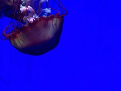 -上海海洋水族馆