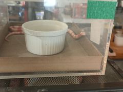 -吉丁鸟咖·异宠·寄养
