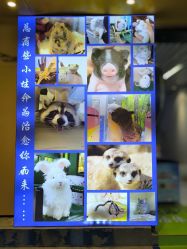 -神奇动物撸宠馆·羊驼·小浣熊·异宠(豫园店)