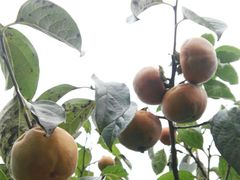 -武汉世外桃源农庄