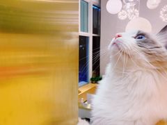 -飞行喵MR PILOT|猫舍·猫咖(静安大融城店)