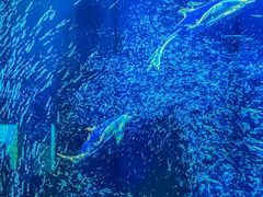 -海合安成都极地海洋公园
