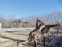 -北京野生动物园