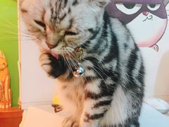-李小姐の猫咖啡馆(五角场店)