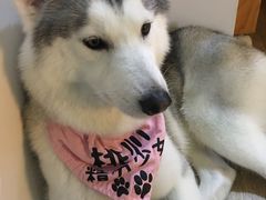 -Husky Go! 哈士奇体验馆·宠物咖啡厅狗咖