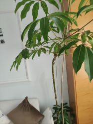 -HEYAN荷妍专业脱毛连锁机构
