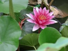 -莲花池公园