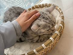 -共舞时光猫咖·狗咖(新街口店)