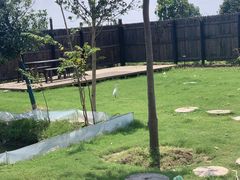 -南汇新场正宗水蜜桃采摘