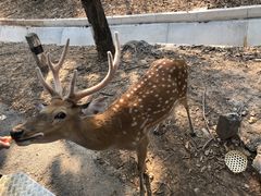 -清迈夜间动物园