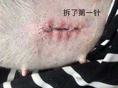 -特一安24小时宠物医院·骨科·中兽医