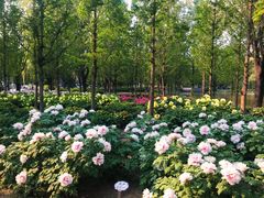 -石家庄市植物园