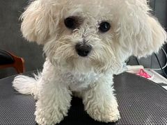-樱桃家的宠物店(君安花园店)