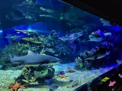 -江和美海洋公园