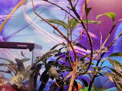 -正佳雨林生态植物园