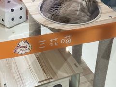 -三花喵·撸猫购宠·宠物生活馆(虹桥南丰城店)