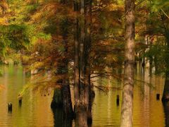 -白鹭湾湿地公园