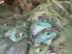 -销魂美蛙鱼头火锅(上海首店)