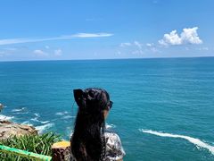 -广东惠东海龟国家级自然保护区