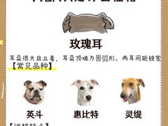 -守诺宠物医院·眼科· 特色牙科·异宠专科(虹口店)