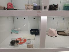-1013 PET SHOP精品宠物商店(丁香店)