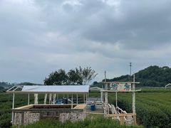 -龙坞茶村