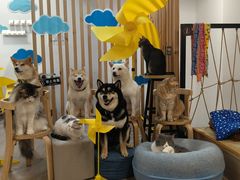 -柴迷FANS CLUB·柴犬狗咖·猫咖