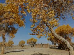 -新疆国际大巴扎