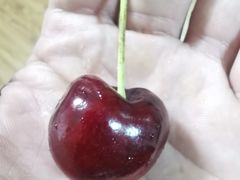 -上海龙吴水胜海发市场