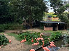 -清迈夜间动物园