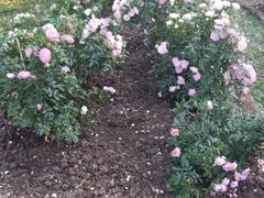 -人民公园(罗湖区)