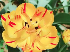 -洛阳郁金香牡丹园