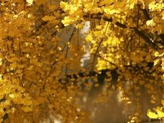 -四川大学(华西校区)