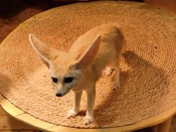 -Zoolung Zoolung动物主题公园(海信广场店)