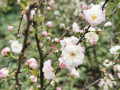 -静安公园(静安寺街道)