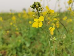 -汉长安城未央宫国家考古遗址公园