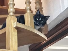 -爱侣宠医·鹦鹉专科·小型哺乳类·异宠专科(灵石路店)