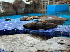 -海合安成都极地海洋公园