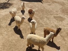 -青藏高原野生动物园