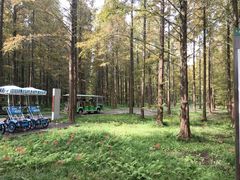 -黄海国家森林公园