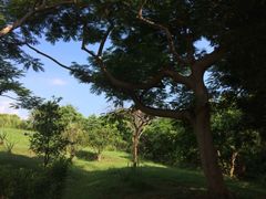 iphone_upload_pic-鹅銮鼻公园