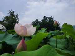 -南山植物园