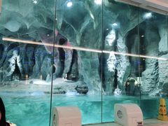 -帝企鹅自助餐厅•儿童岛•真企鹅(长隆企鹅酒店)