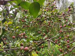 -永定河休闲森林公园