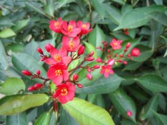 景点-湖光岩风景区