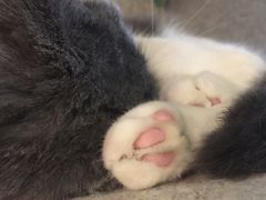 -共舞时光猫咖·狗咖(新街口店)